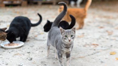 Sokaktan Sahiplenebileceginiz Kedi Turleri ve Ozellikleri