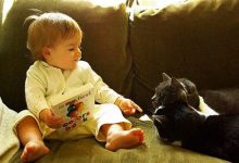 Kediler ve Bebekler Anlaşır mı?