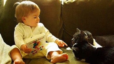 Kediler ve Bebekler Anlaşır mı?