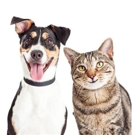 Köpekler ve Kedilerde Yüksek Riskli Sağlık Problemleri