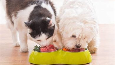 Evcil Hayvanlarda Farklı Beslenme İhtiyaçları